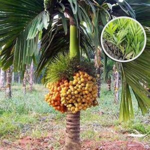 Andamanese Betel Nut Supari