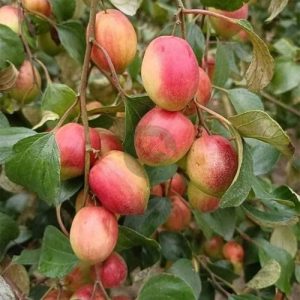 Kashmiri Red Apple Kul
