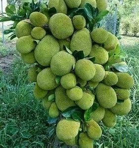 Barahmasi Kathal